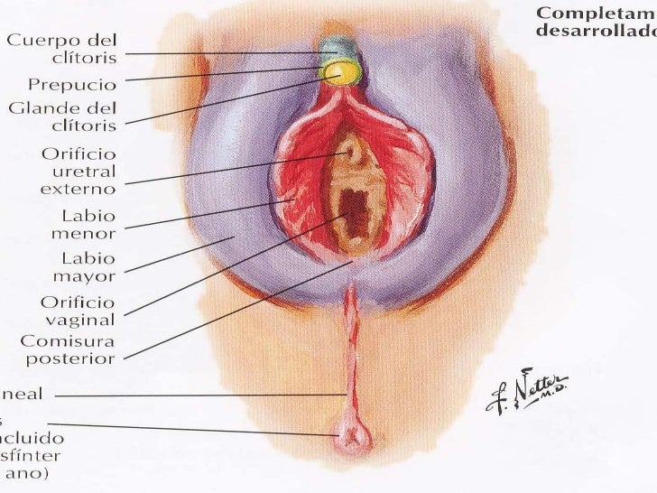 anatomia del aparato genital femenino